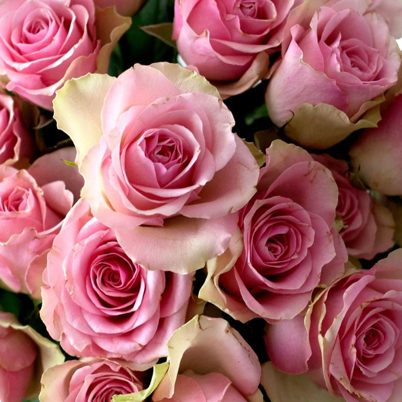 Pur Savon Liquide de Marseille - Parfum Rose