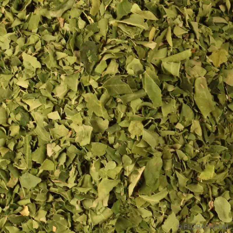 Moringa Feuilles Bio en Vrac