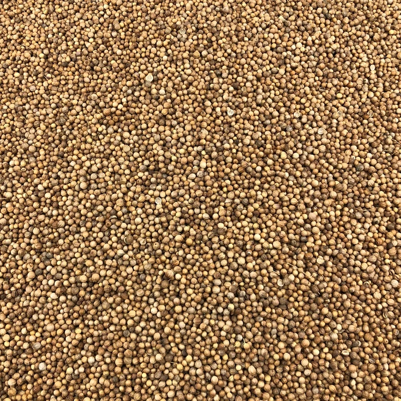 Coriandre Graines Bio en Vrac