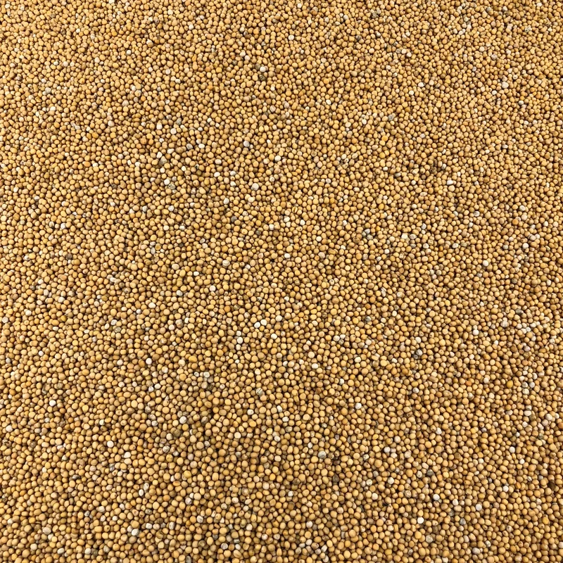Moutarde Jaune Graines Bio en Vrac