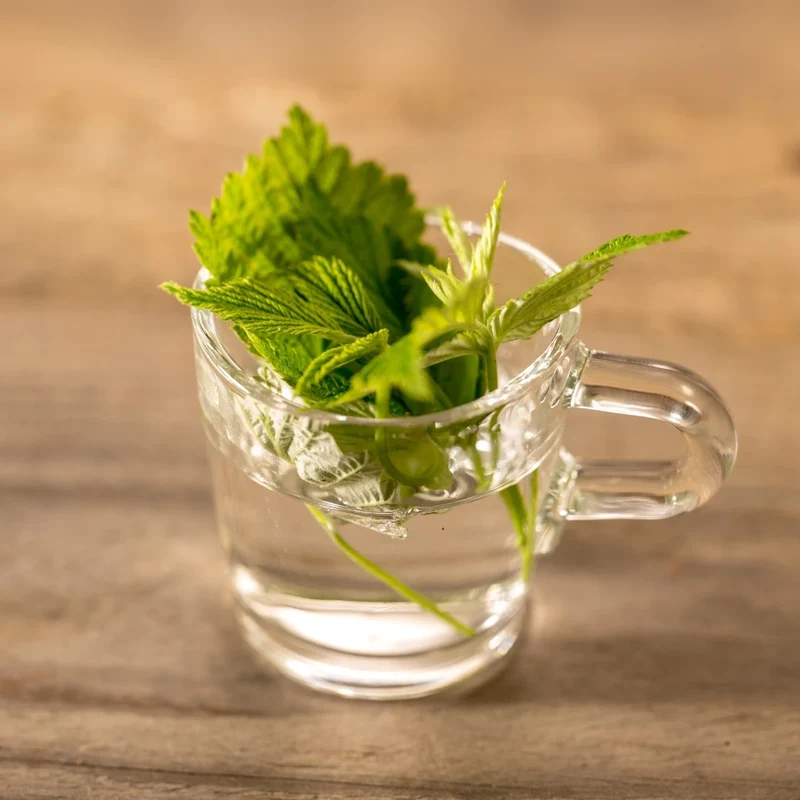 Tisane de Feuilles de Framboisier