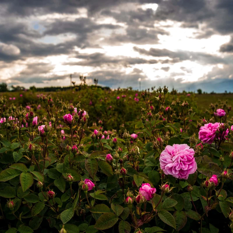 Hydrolat de Rose de Damas FRANCE
