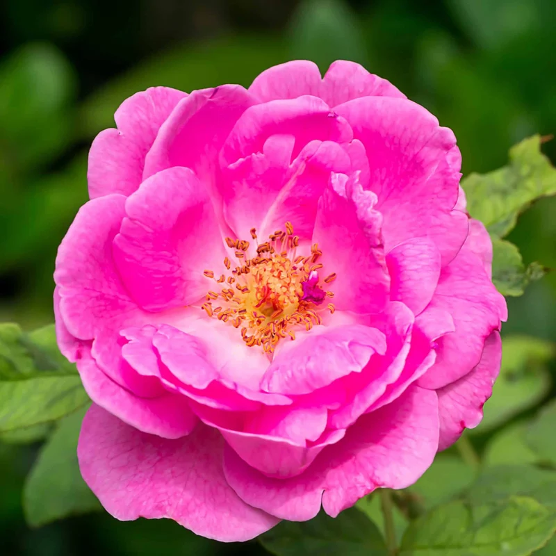Hydrolat de Rose de Damas FRANCE