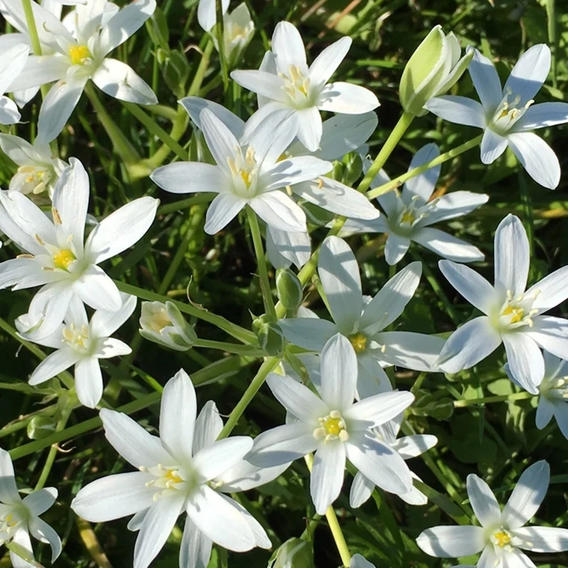Dame-d'onze-heure - Star of Bethlehem N°29
