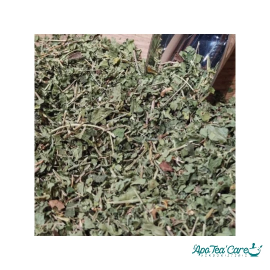 Violette Feuilles Coupées (Viola odorata) – Confort Respiratoire & Bien-être de la Peau