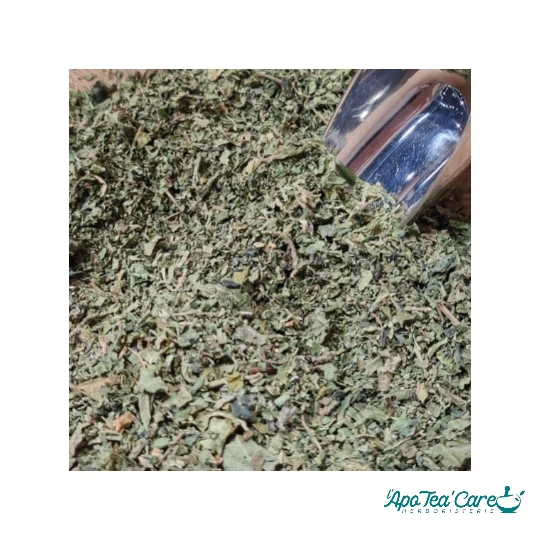 Ortie Piquante Feuille Coupée - Vitalité & Articulations