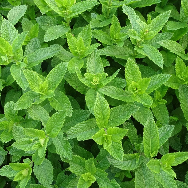 Huile Essentielle Menthe Poivrée Bio Floraluna