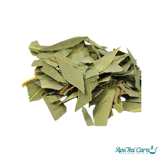 Eucalyptus Feuille Coupée - Respiration & Glycémie