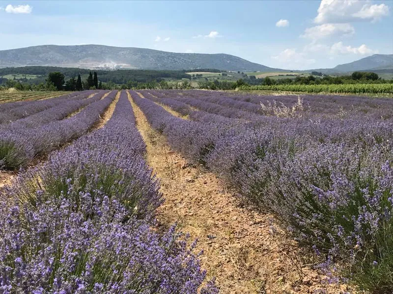 Huile essentielle Lavande Officinale BIO