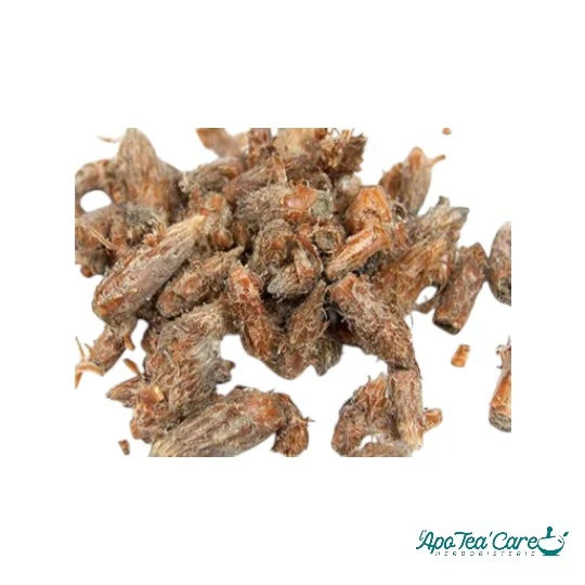 Pin Sylvestre Bourgeon