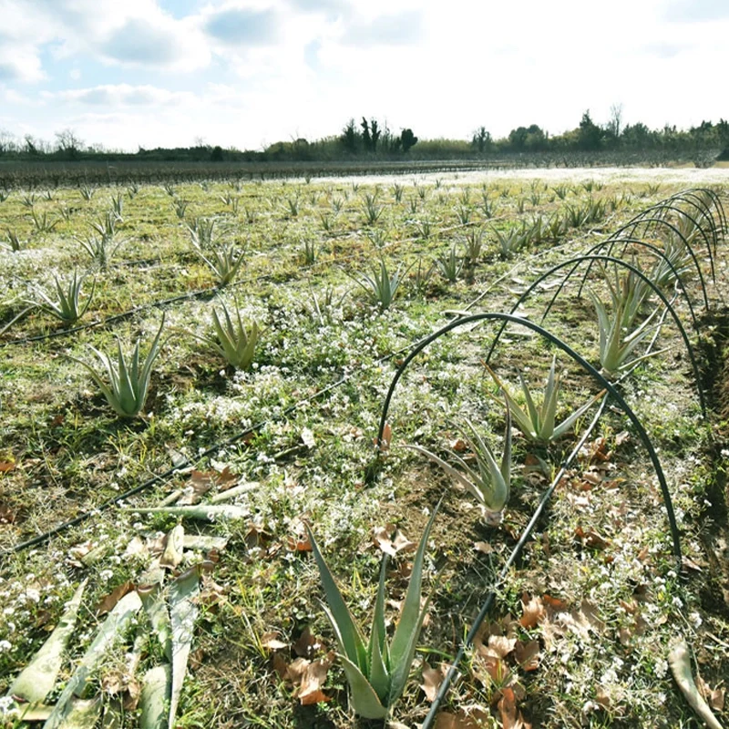 Gel Aloe Vera du Roussillon