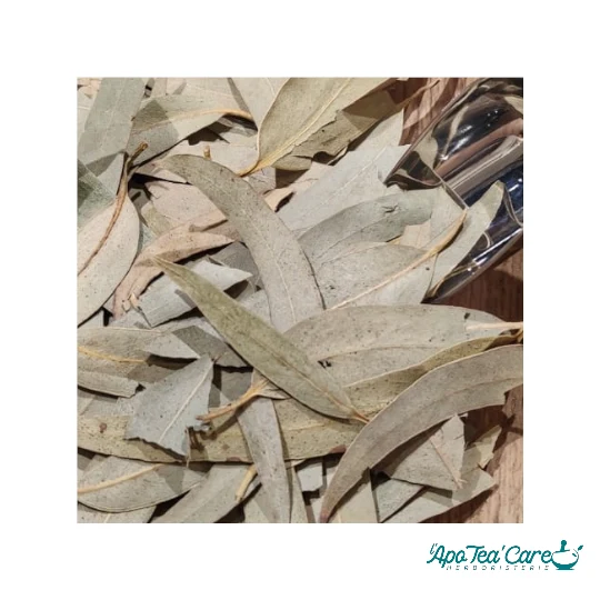 Eucalyptus Feuilles Entières – Respiration & Glycémie | Cailleau