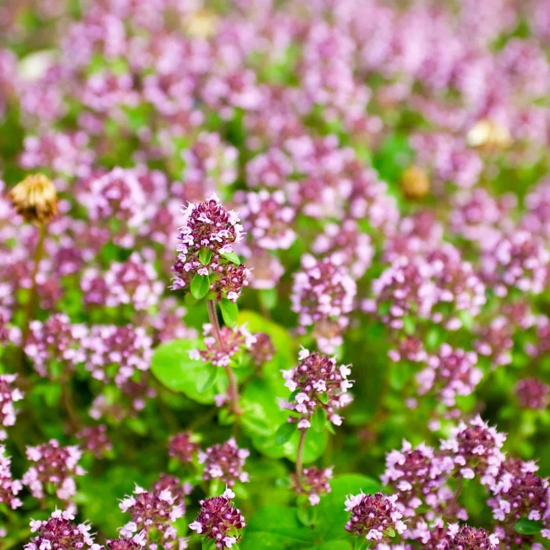 Huile Essentielle Marjolaine à Coquilles 5ml Floraluna