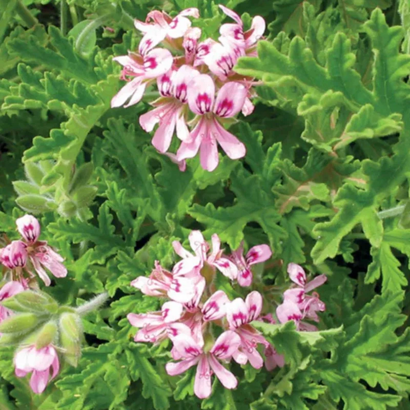 Huile Essentielle Géranium Bourbon 5ml Floraluna