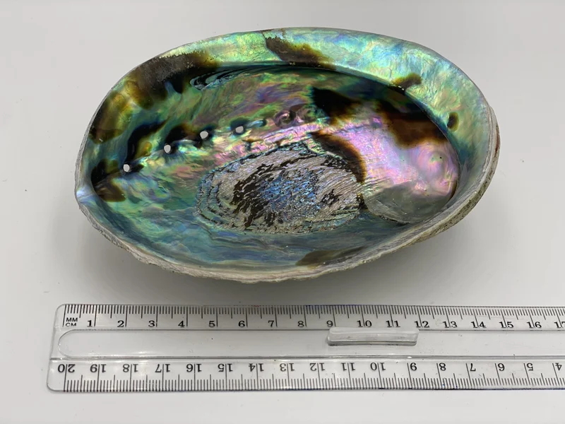 Abalone Coquillage d'Ormeau
