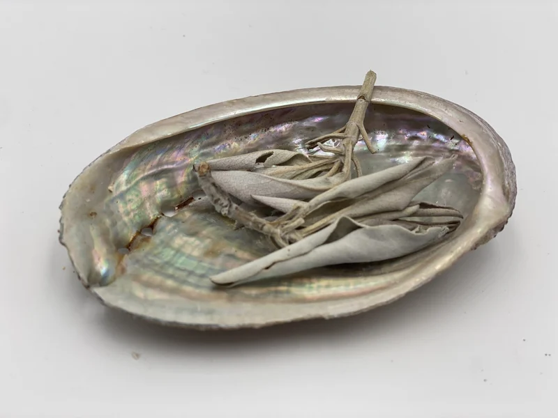 Abalone Coquillage d'Ormeau