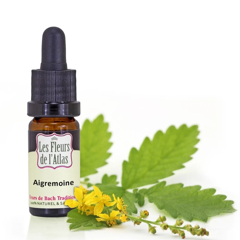 Aigremoine Agrimony Fleur de l'Atlas