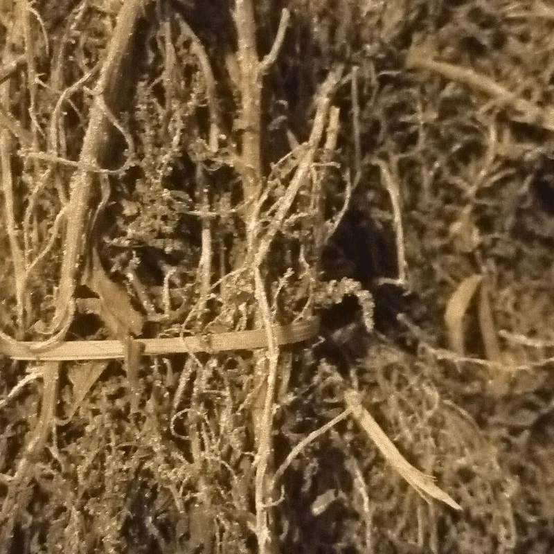Rabta El Mkhinza – Chénopode Fausse Séché 50g
