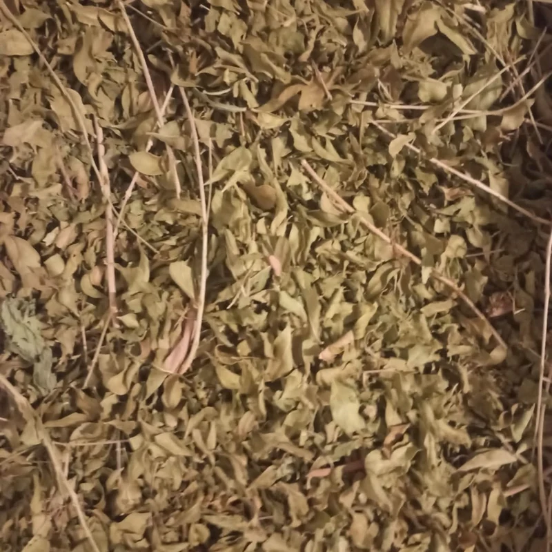 Henné Marocain de Qualité Supérieure - Plante Naturelle