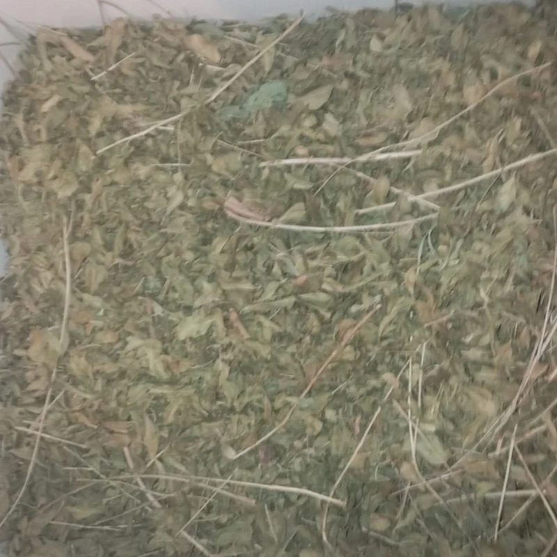 Henné Marocain de Qualité Supérieure - Plante Naturelle