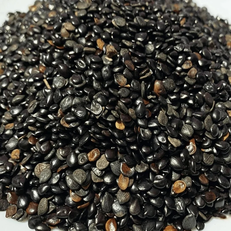 Habbat el Baraka – Grosse Graine Noire | Graines 100 % Naturelles