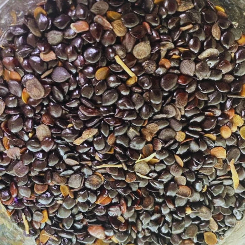 Habbat el Baraka – Grosse Graine Noire | Graines 100 % Naturelles