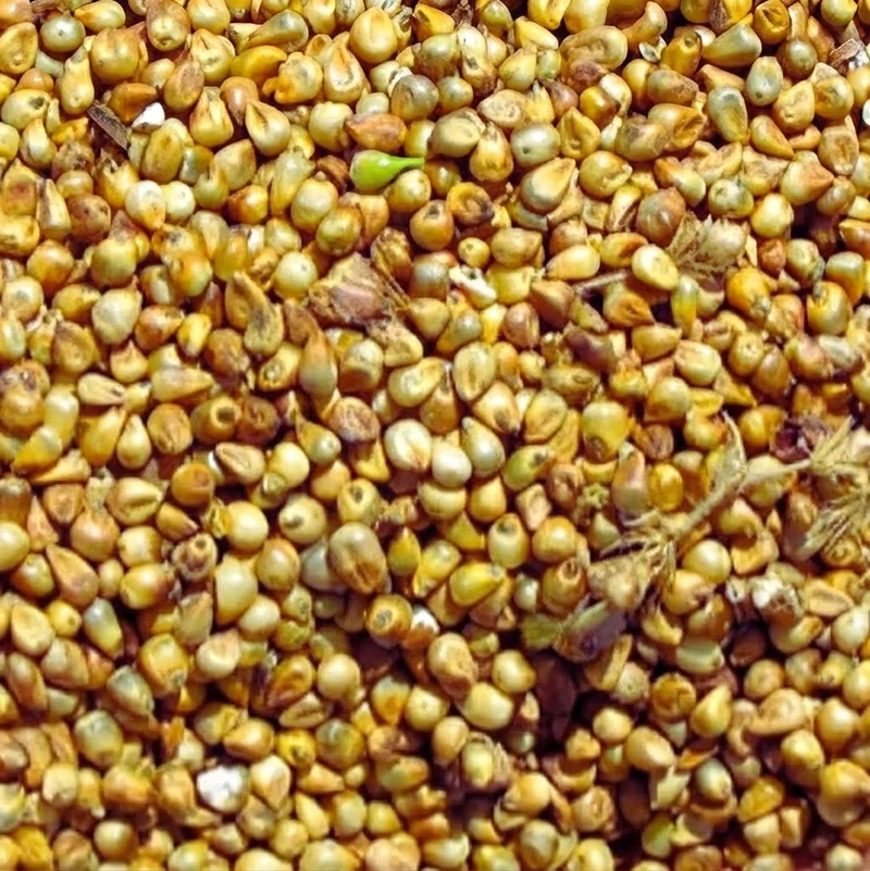 Millet Chandelle Entier | Céréale Riche en Fibres, Protéines et Minéraux – Faible en Gras