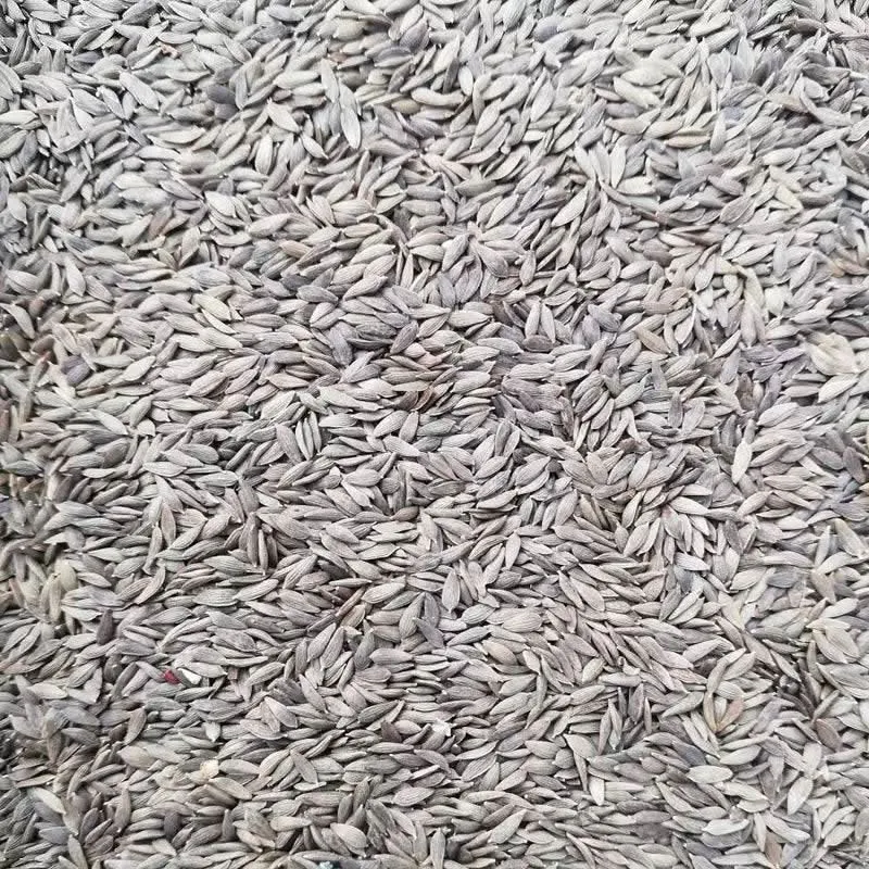 Graines de Laitue | Al Khass 100% Naturelles | Traitement des Vers d'Estomac