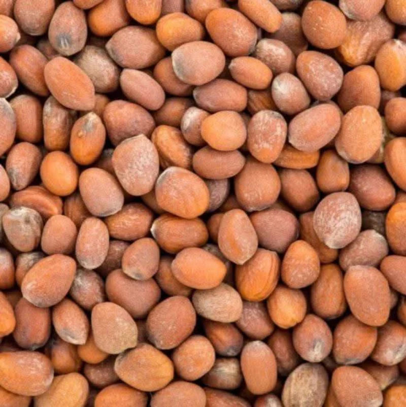 Graines de Radis – Superaliment Riche en Fer | Beauté & Bien-Être Naturel