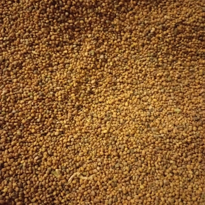 Graines de Radis – Superaliment Riche en Fer | Beauté & Bien-Être Naturel
