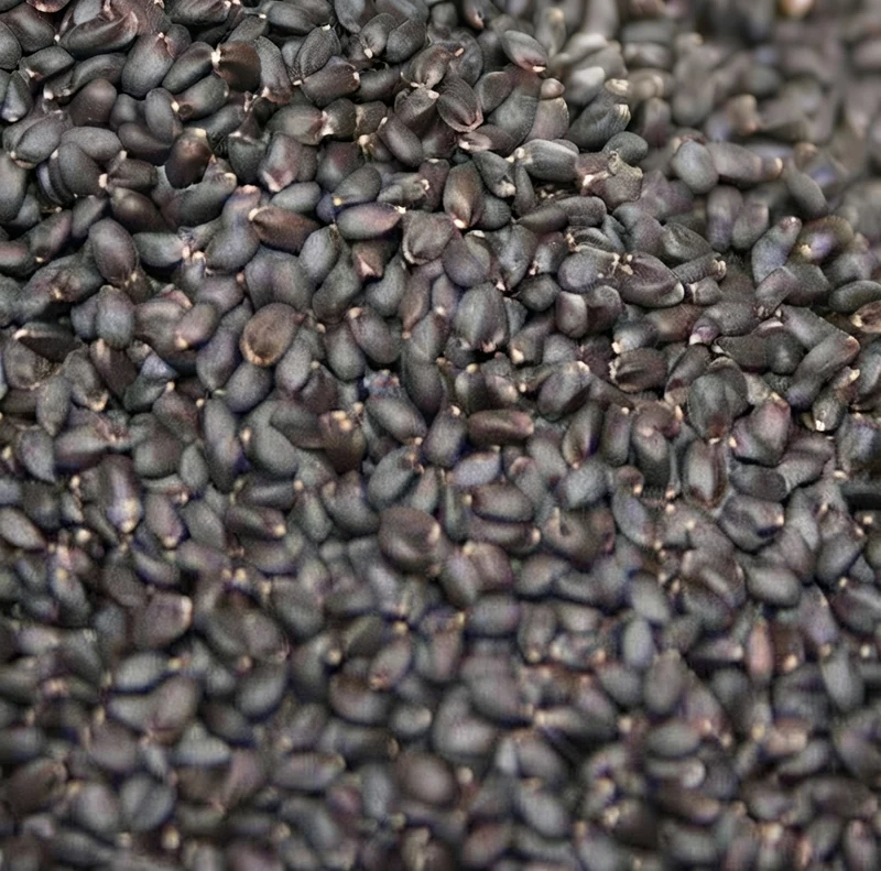 Graines de Basilic – Superaliment Riche en Fibres, Protéines & Oméga-3 | Polyvalent