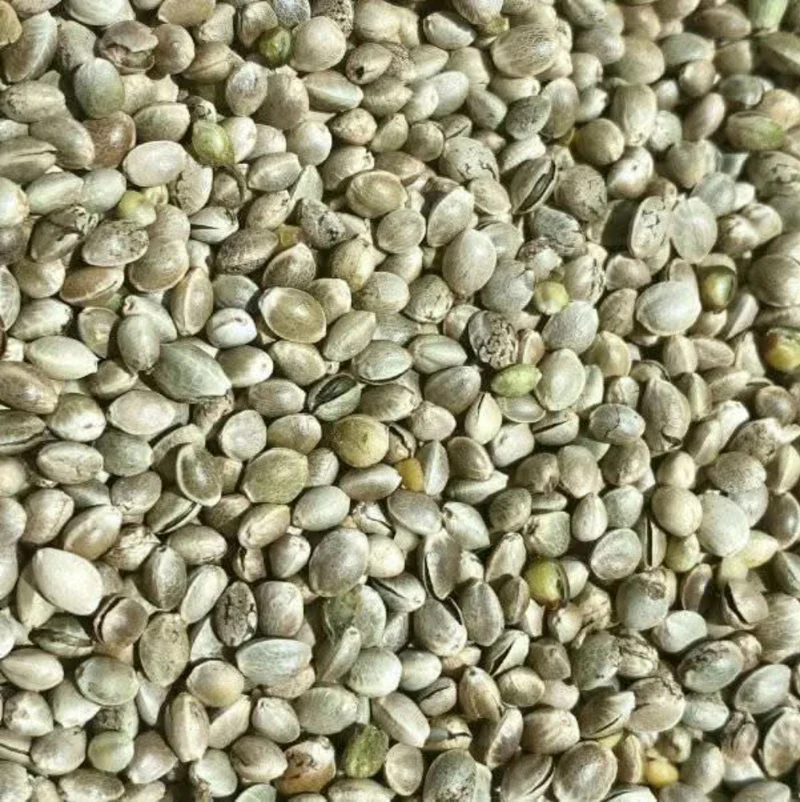 Graines de Chanvre 100% Naturelles | Disponible en 50g | 100g et 200g