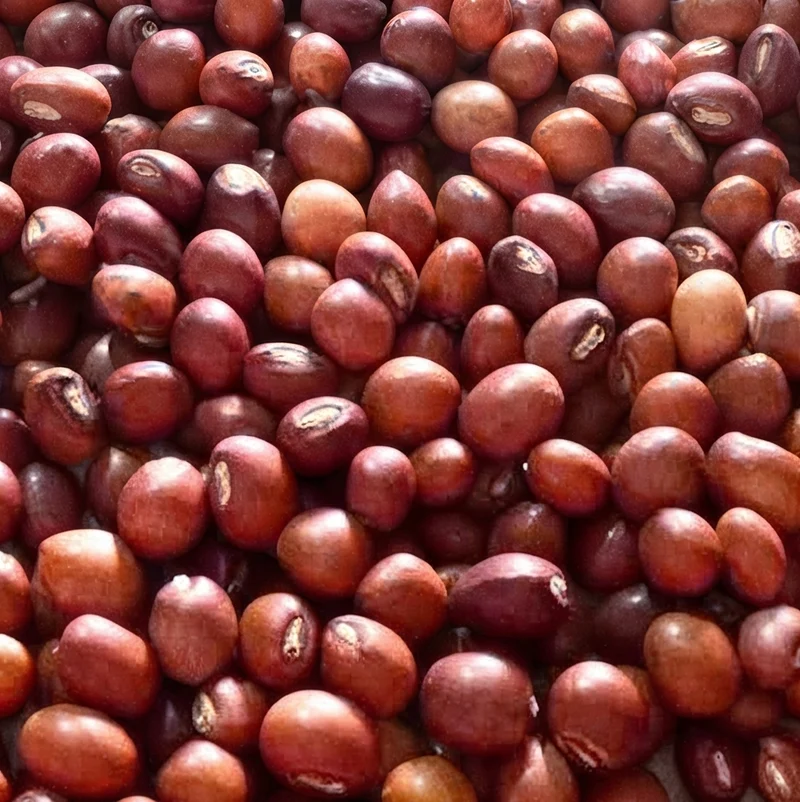 Graines de Chou-Fleur Bio – Semences 100% Biologiques Sans OGM | Culture Facile