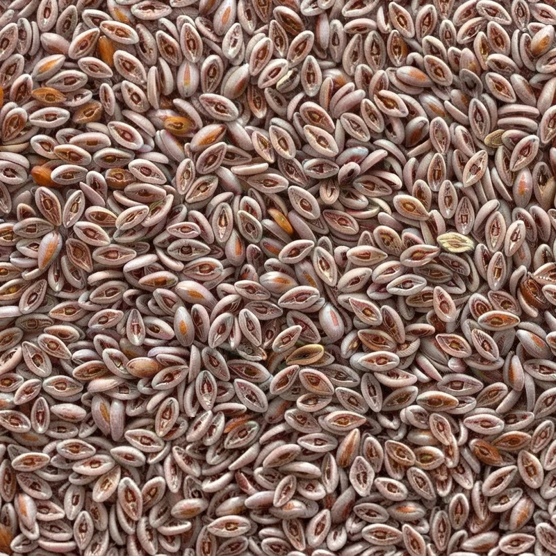 Graines de Psyllium – 50g, 100g ou 200g | Fibres Naturelles Sans Gluten