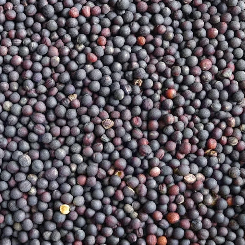 Graines de Navet – Variété de Qualité | Culture Facile & Récolte en 6 à 8 Semaines