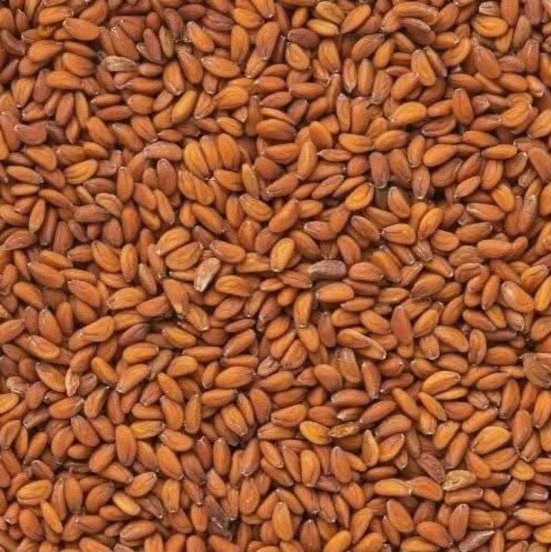 Graines de Cresson Alénois (Hab Rchad) – Graines Entières | Plante Traditionnelle