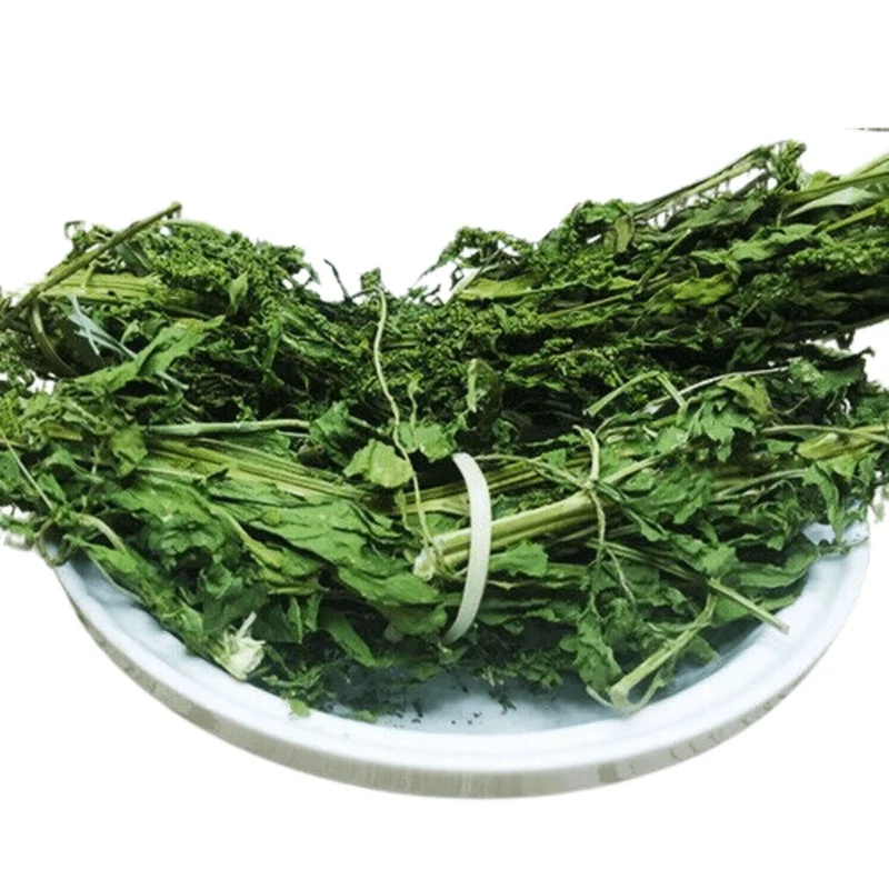 Chénopode Fausse-Ambroisie (Mkhinza) – Plante Méditerranéenne