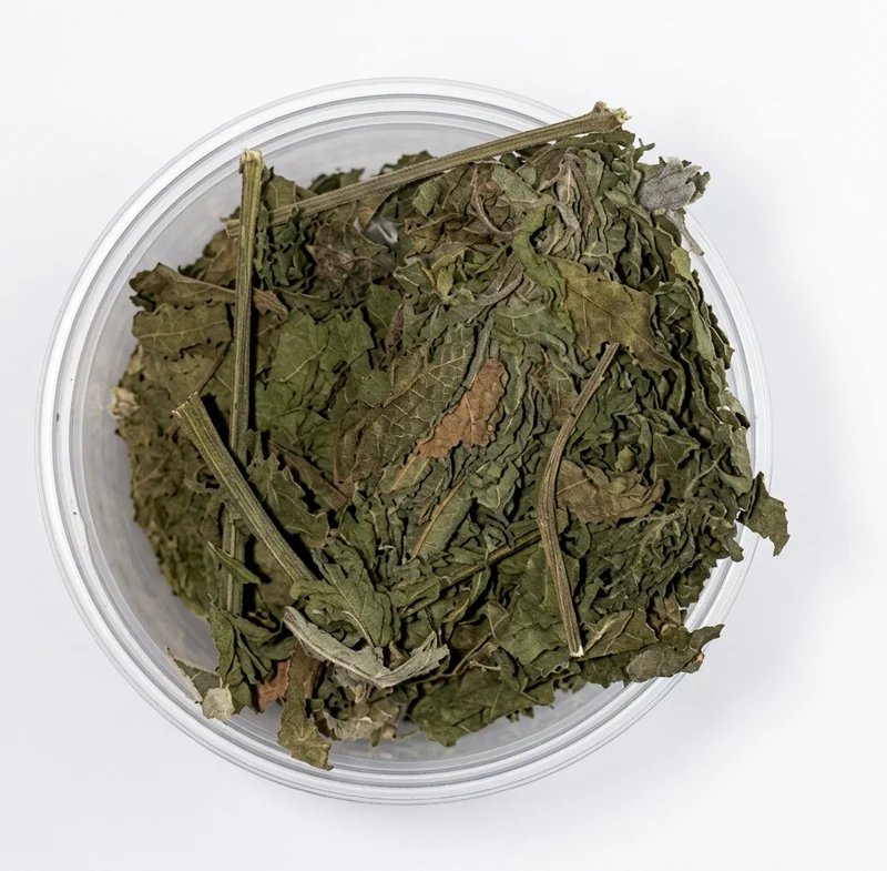 Chénopode Fausse-Ambroisie (Mkhinza) – Plante Méditerranéenne