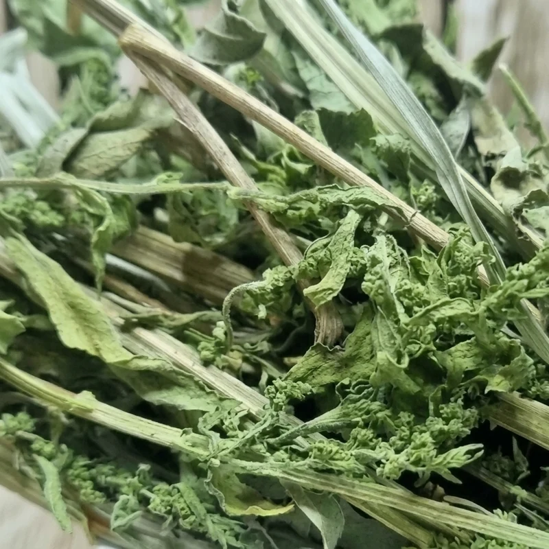 Chénopode Fausse-Ambroisie (Mkhinza) – Plante Méditerranéenne