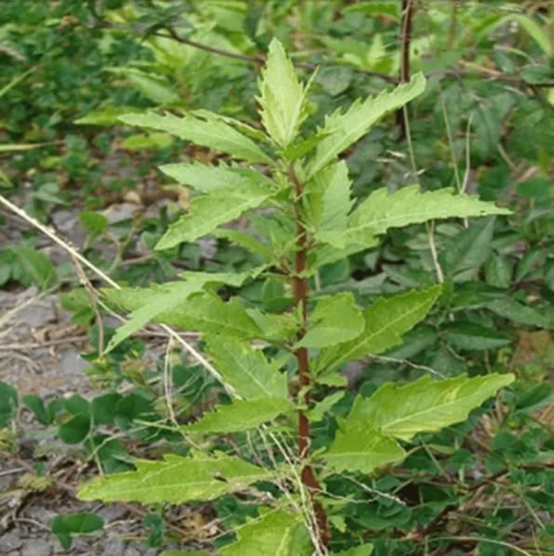 Chénopode Fausse-Ambroisie (Mkhinza) – Plante Méditerranéenne