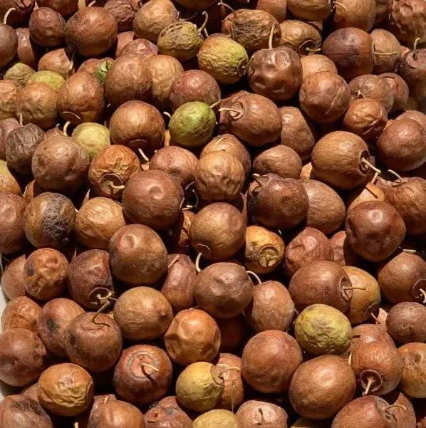 Graines de Jujubier BIO (Sidr, Ziziphus Jujuba) – 30 Graines | Fruits Rares des Balkans