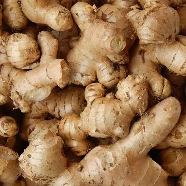 Gingembre Frais Naturel – Racine pour Cuisine & Infusion | Plusieurs Formats