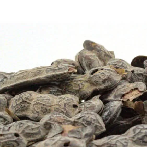 Acacia Nilotica (Al Qarad) – Matière Végétale Traditionnelle | Usage Traditionnel