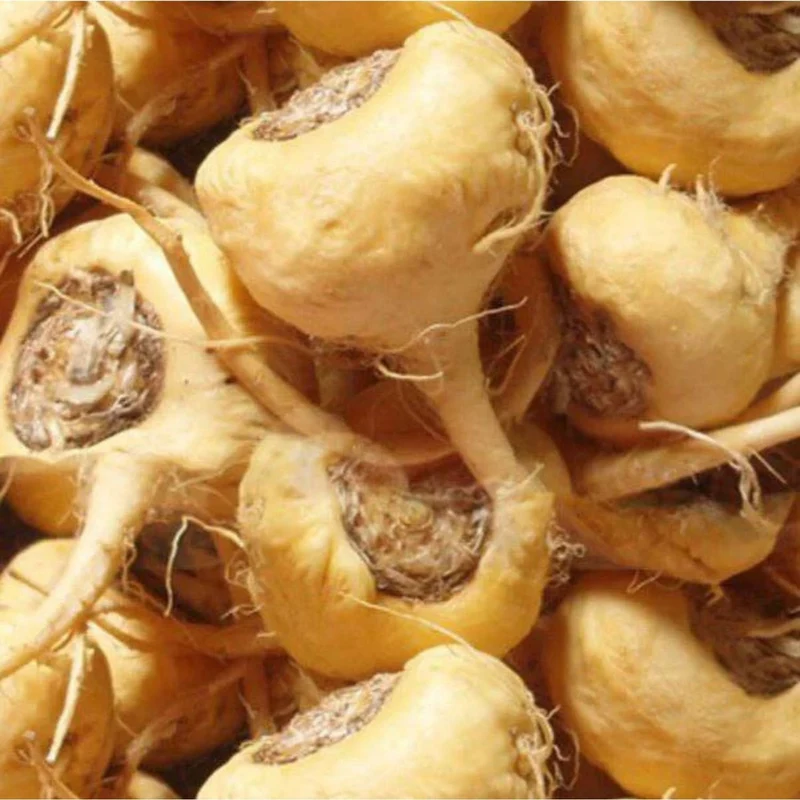 Poudre de Maca – Superaliment Énergisant & Équilibre Hormonal | Riche en Nutriments