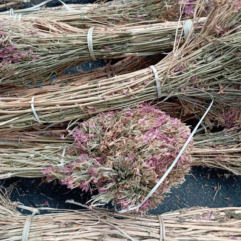 Centaurée Petite Ras el Haya – Herbe aux Mille Vertus | Plante Médicinale Naturelle