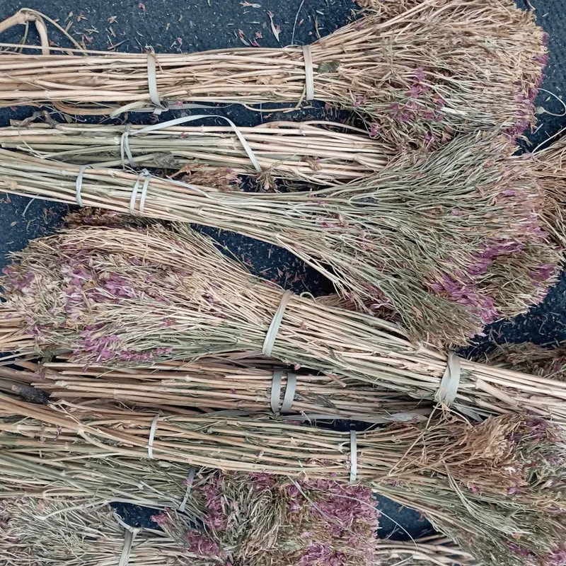 Centaurée Petite Ras el Haya – Herbe aux Mille Vertus | Plante Médicinale Naturelle