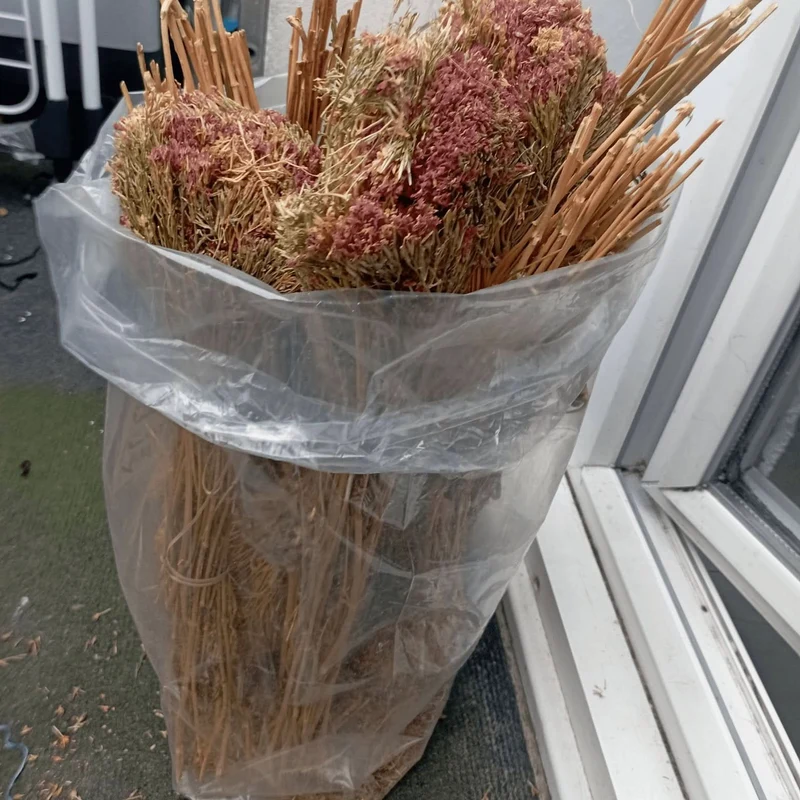 Centaurée Petite Ras el Haya – Herbe aux Mille Vertus | Plante Médicinale Naturelle