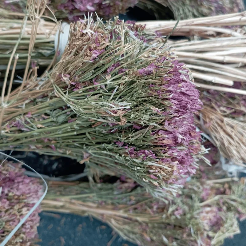 Centaurée Petite Ras el Haya – Herbe aux Mille Vertus | Plante Médicinale Naturelle
