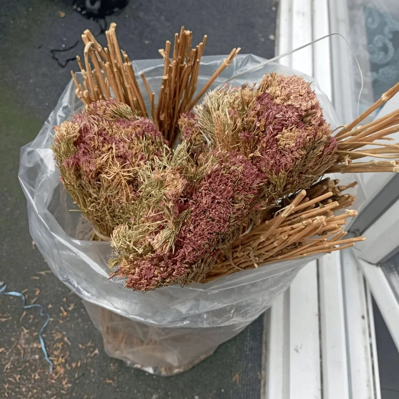 Centaurée Petite Ras el Haya – Herbe aux Mille Vertus | Plante Médicinale Naturelle