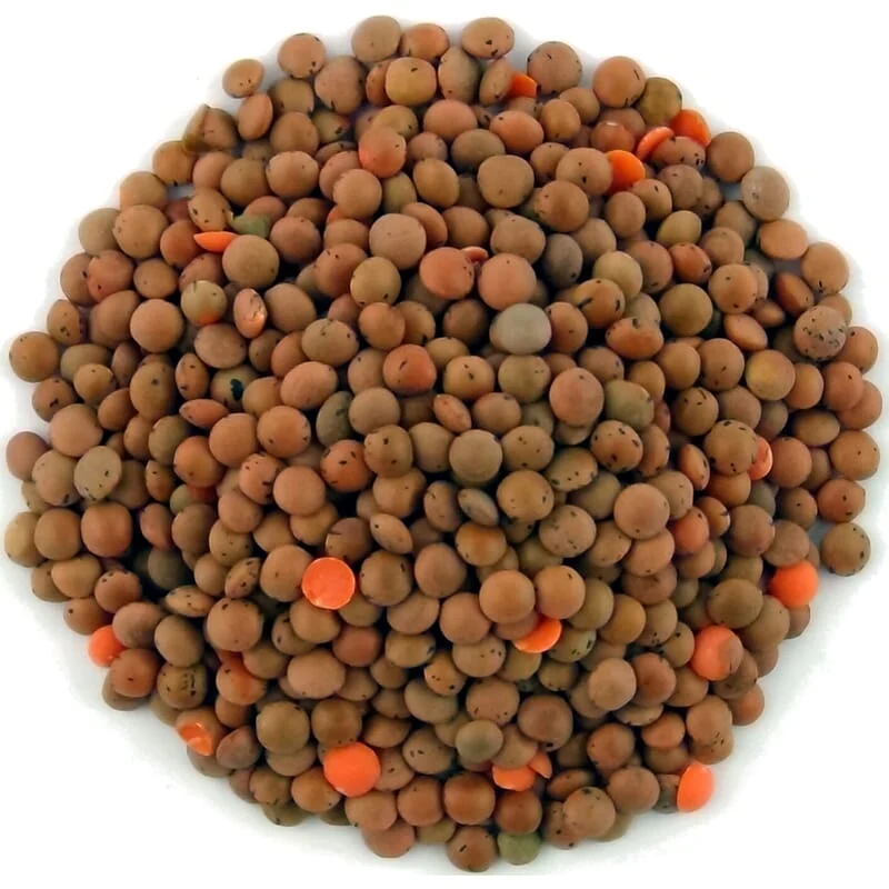 Lentilles brunes bio